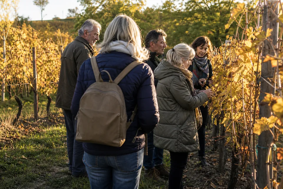 A small group of adults in their fifties and sixties on a guided autumn walk through a vineyard